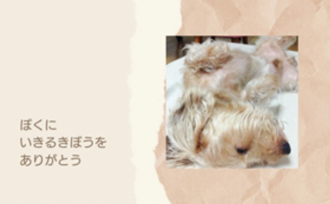 【リターンご不要の支援者様用】エニーの未来応援団  2