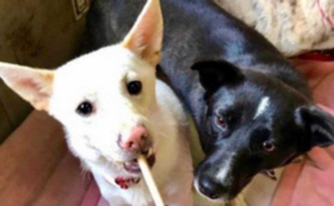 毎月1,000円応援コース