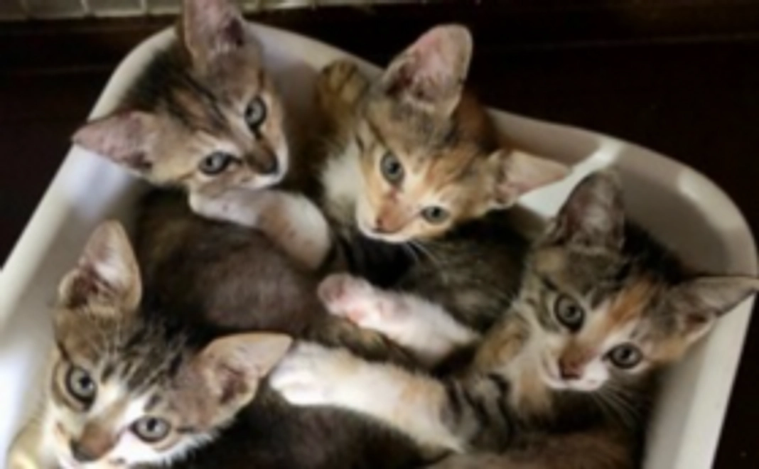 毎月3,000円応援コース