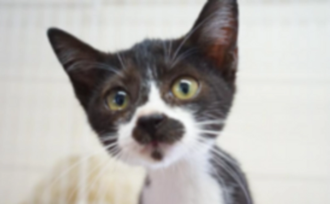 毎月10,000円応援コース