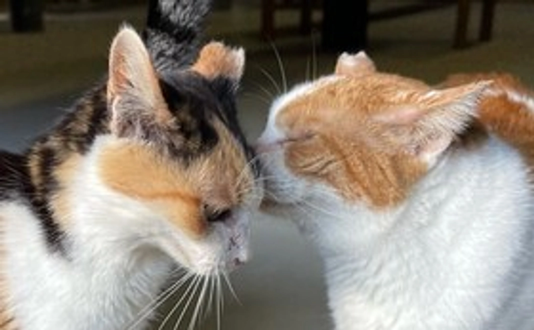 シェルター猫の医療費のご支援をお願いしたい