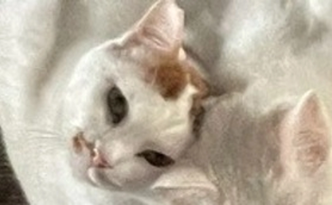 譲渡猫を無料にしたい