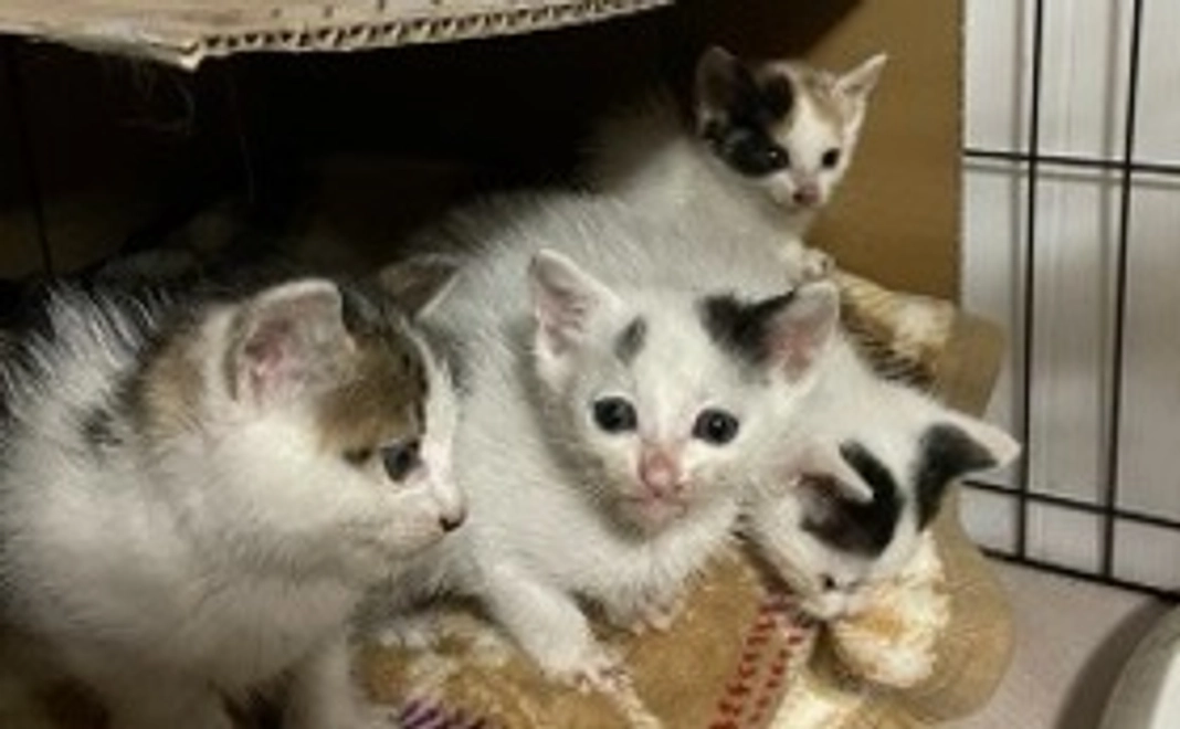 小鹿野町猫の引き取り猫を無料にしたい
