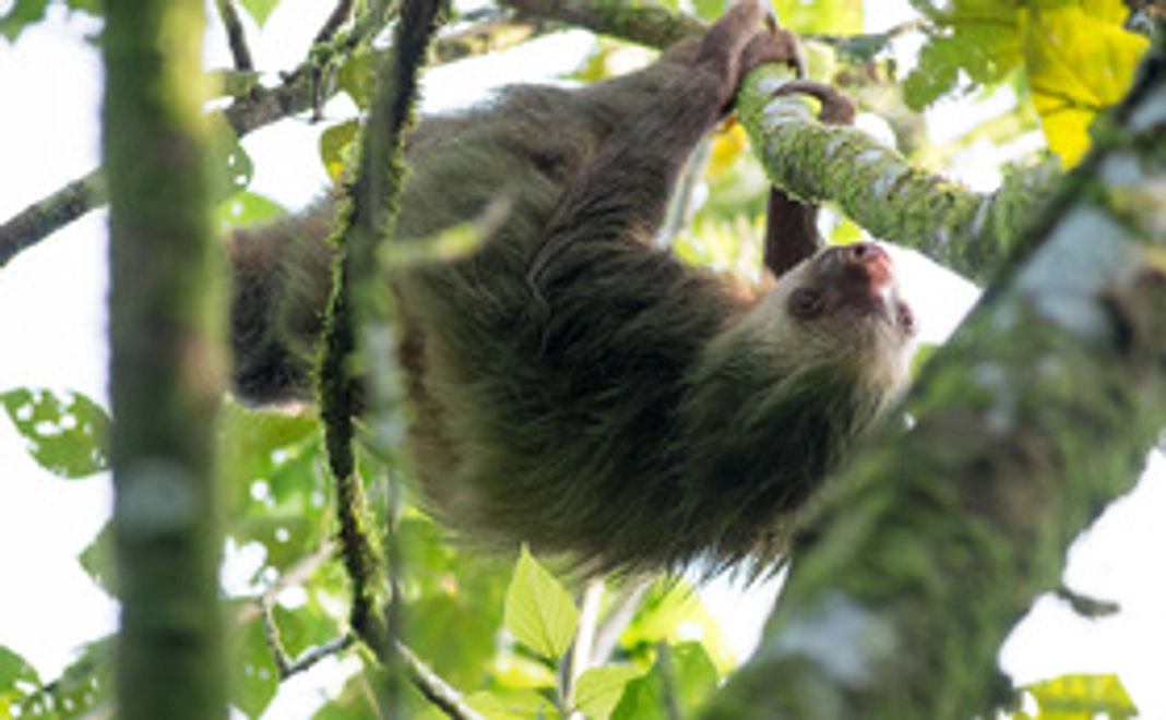 5株おまかせセット