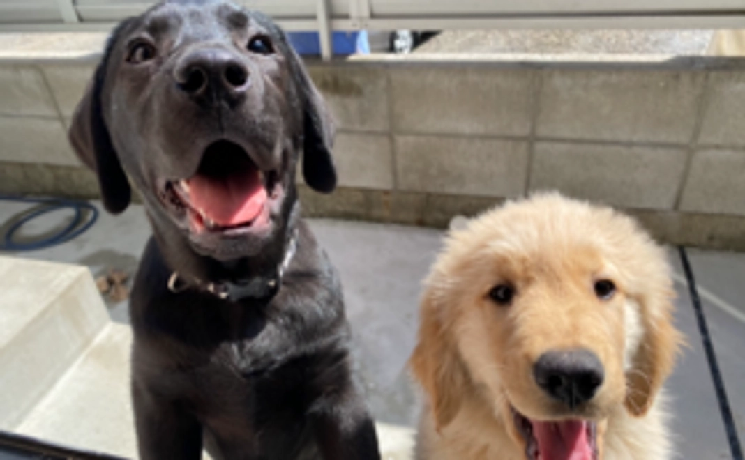 【リターン不要な方向け】おっぽの会応援コース:1万円