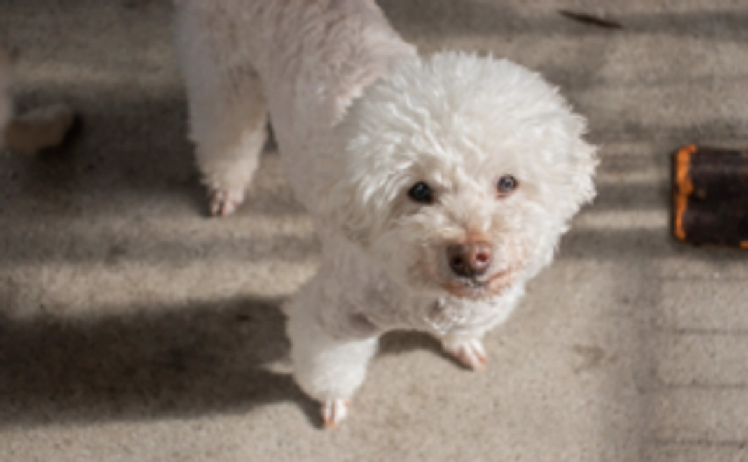 【リターン不要な方向け】おっぽの会応援コース:5千円