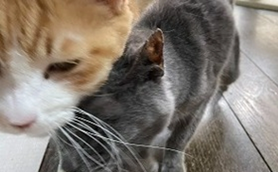 シェルターの運営費のご支援にお願いしたい