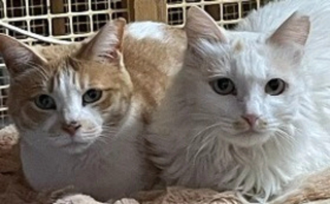 シェルター運営費のご支援にお願いしたい