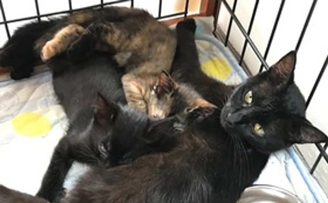 クロちゃんの動画