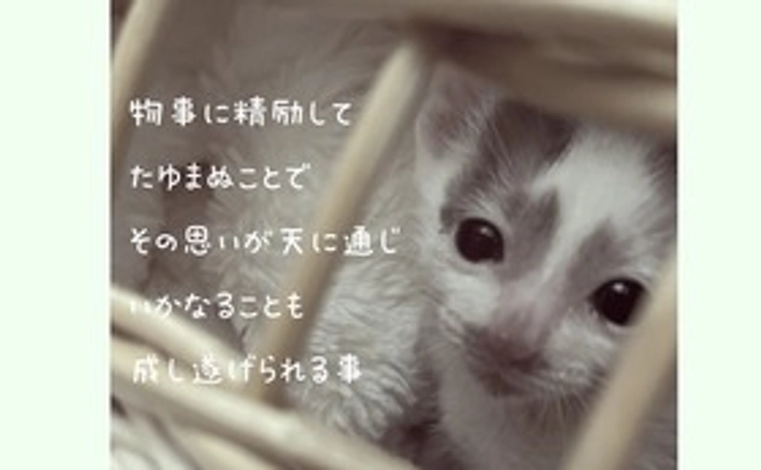 【一念天に通ず】感謝のメールと保護猫達の写真