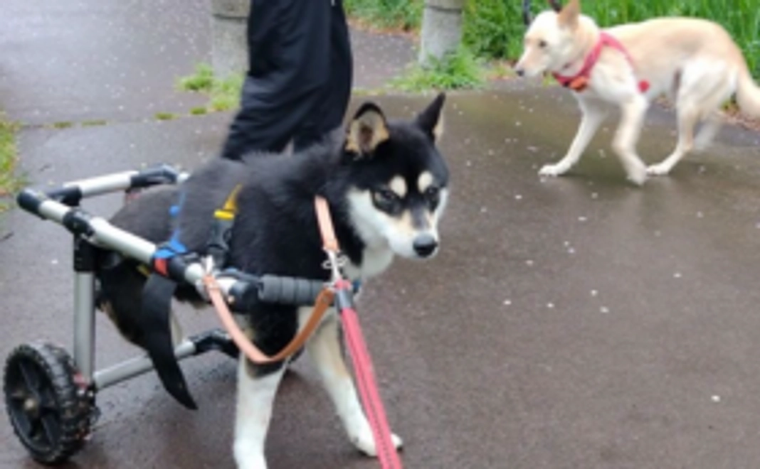 お気持ち支援｜5000円