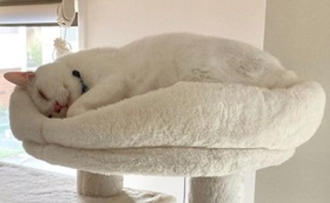 毎月応援ニャンニャンコース