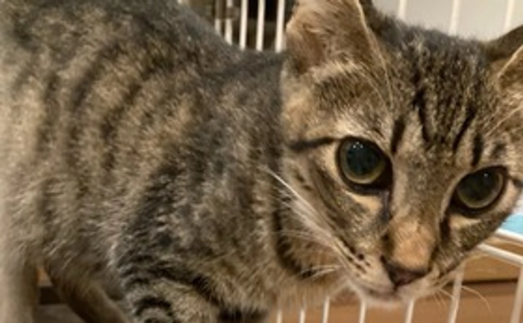 【しらす応援】1,000円