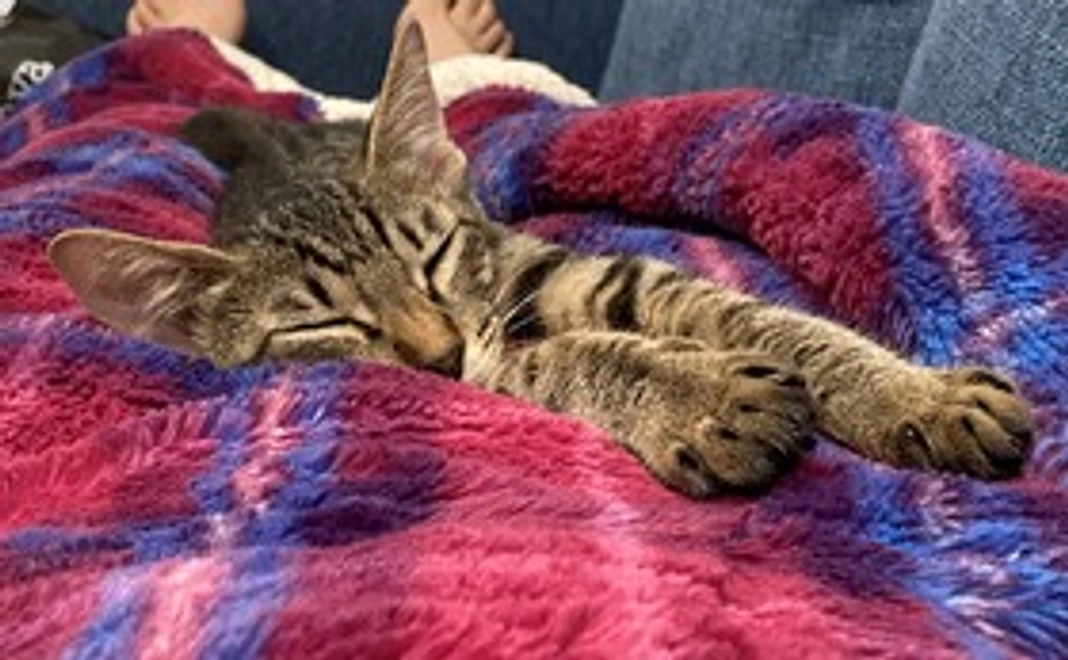 【しらす応援】1,000円リターン不要