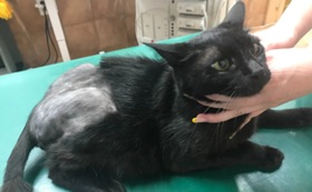 クロちゃんの回復動画