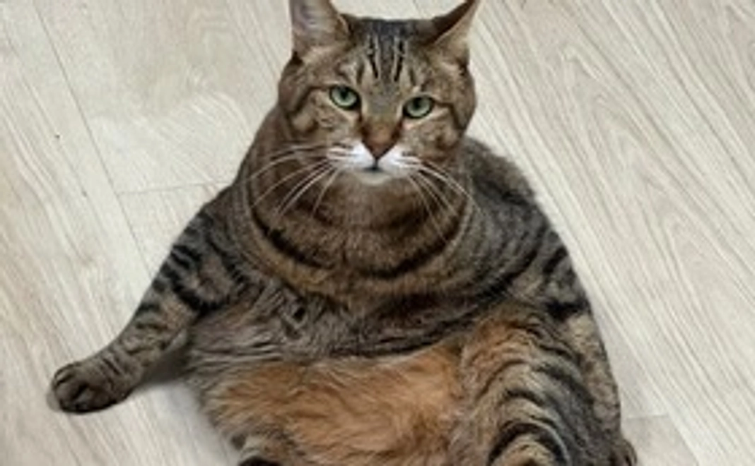 毎月応援10,000円コース！