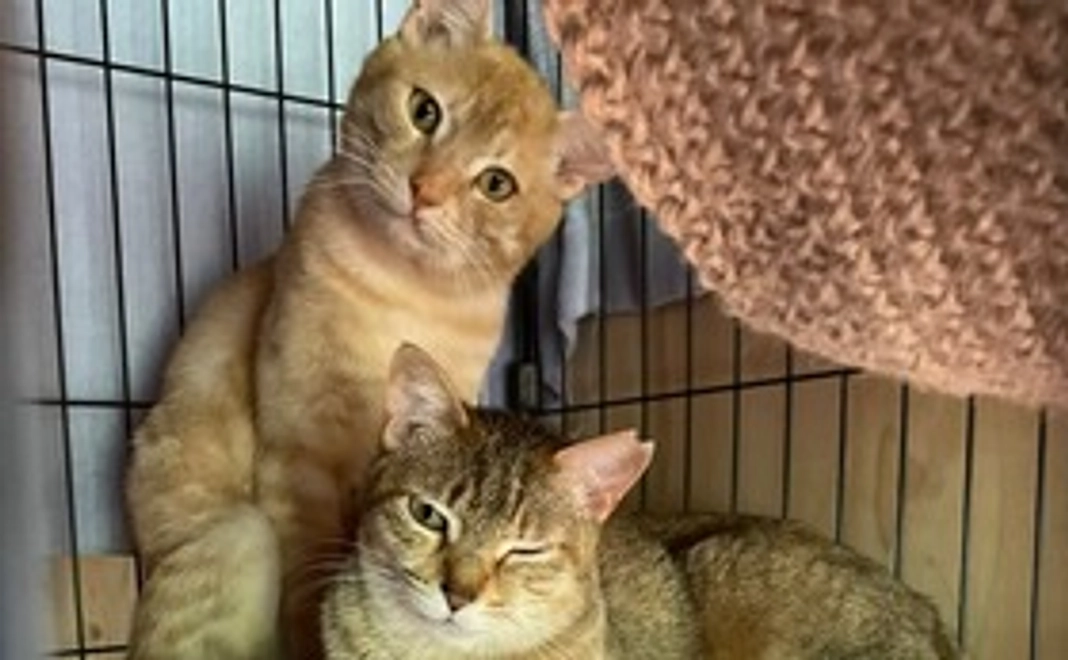 毎月応援1,000円コース