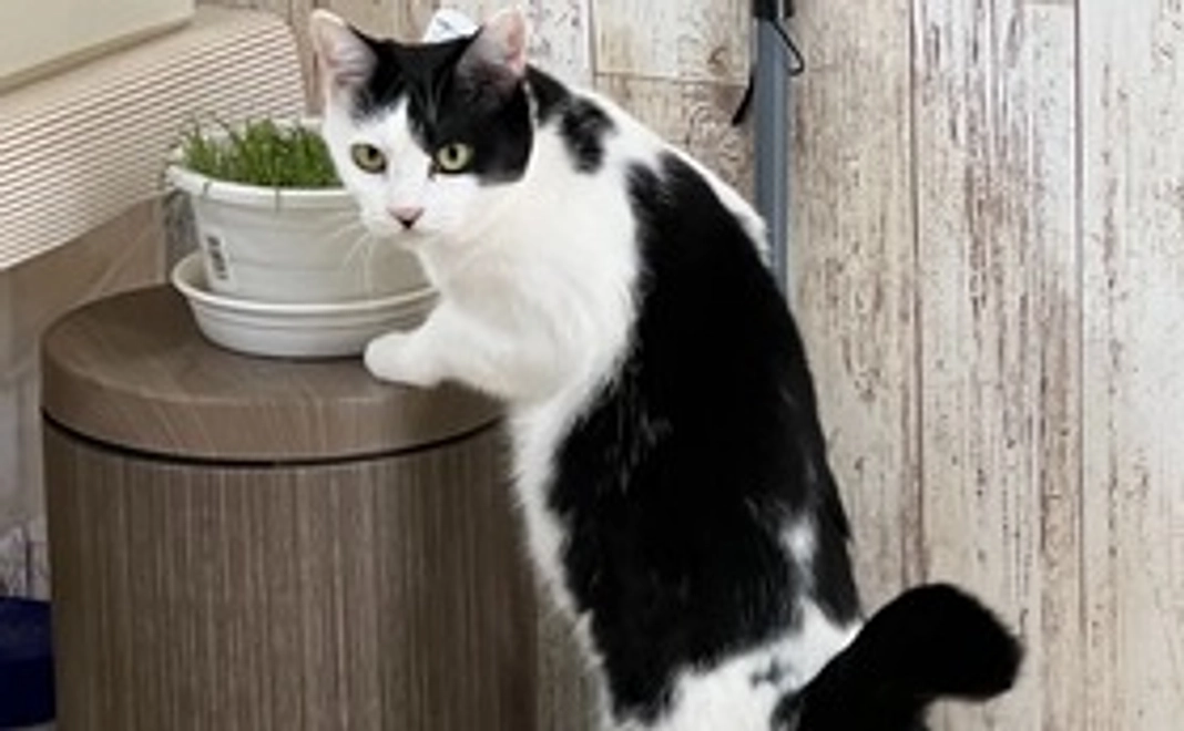 毎月応援3,000円コース！