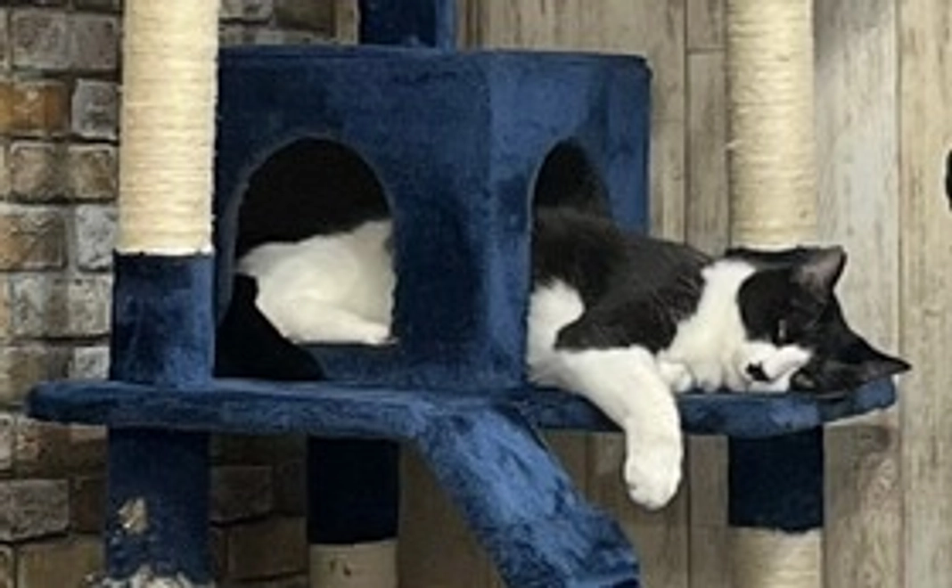 毎月応援5,000円コース！