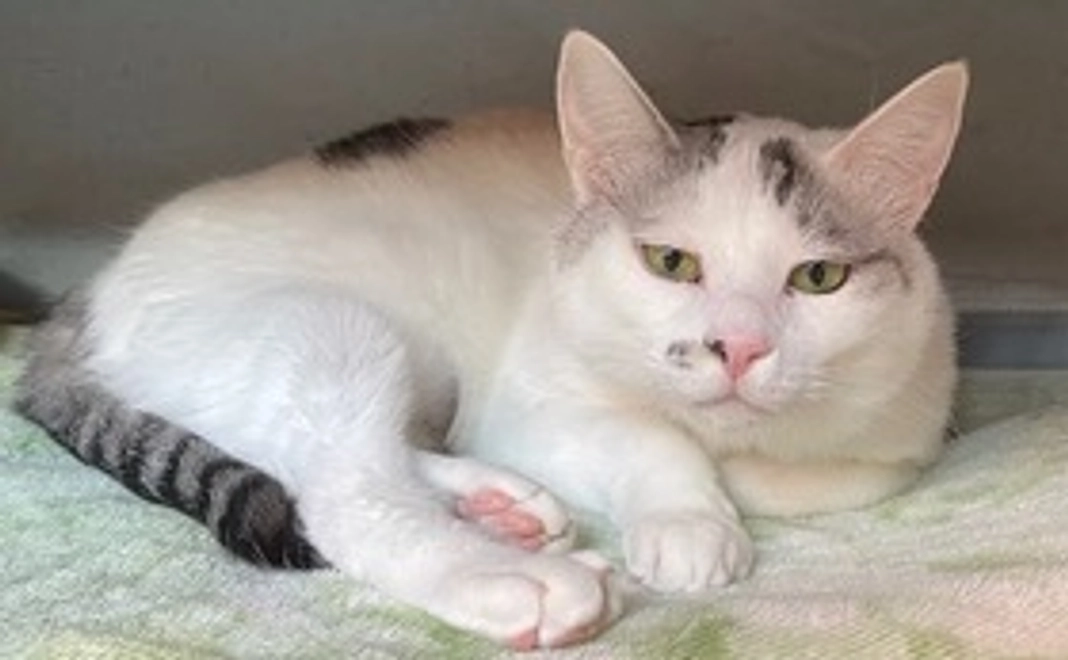 毎月応援3,000円コース