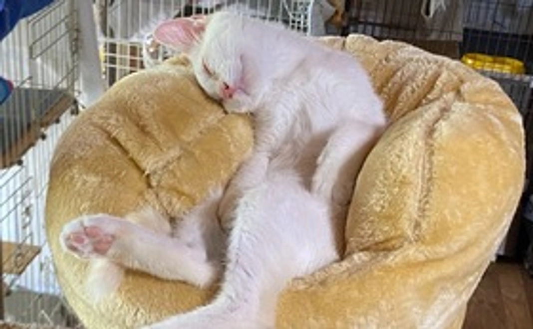 毎月応援5,000円コース