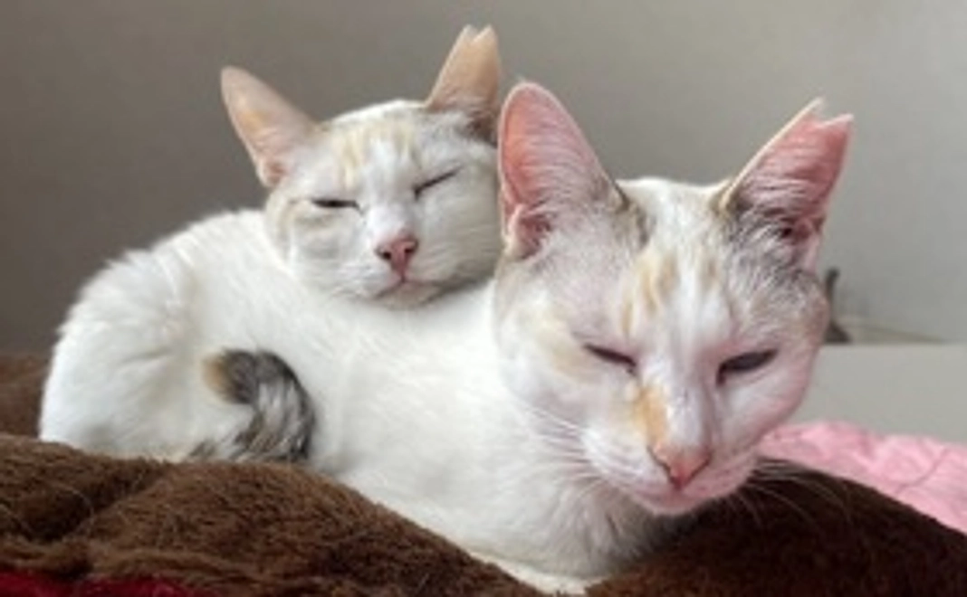 毎月応援10,000円コース