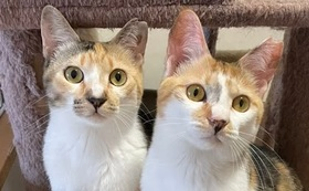 毎月応援30,000円コース