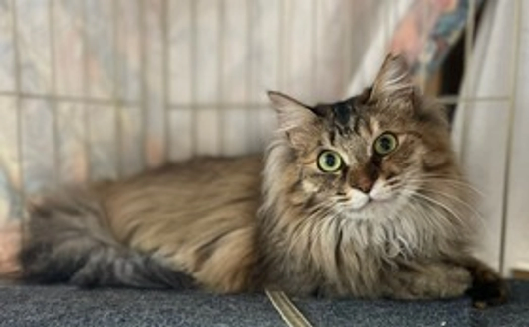 毎月応援15,000円コース