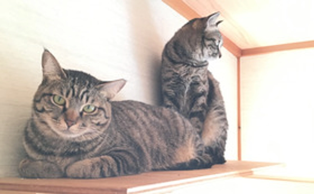 保護猫の画像付き感謝のメール