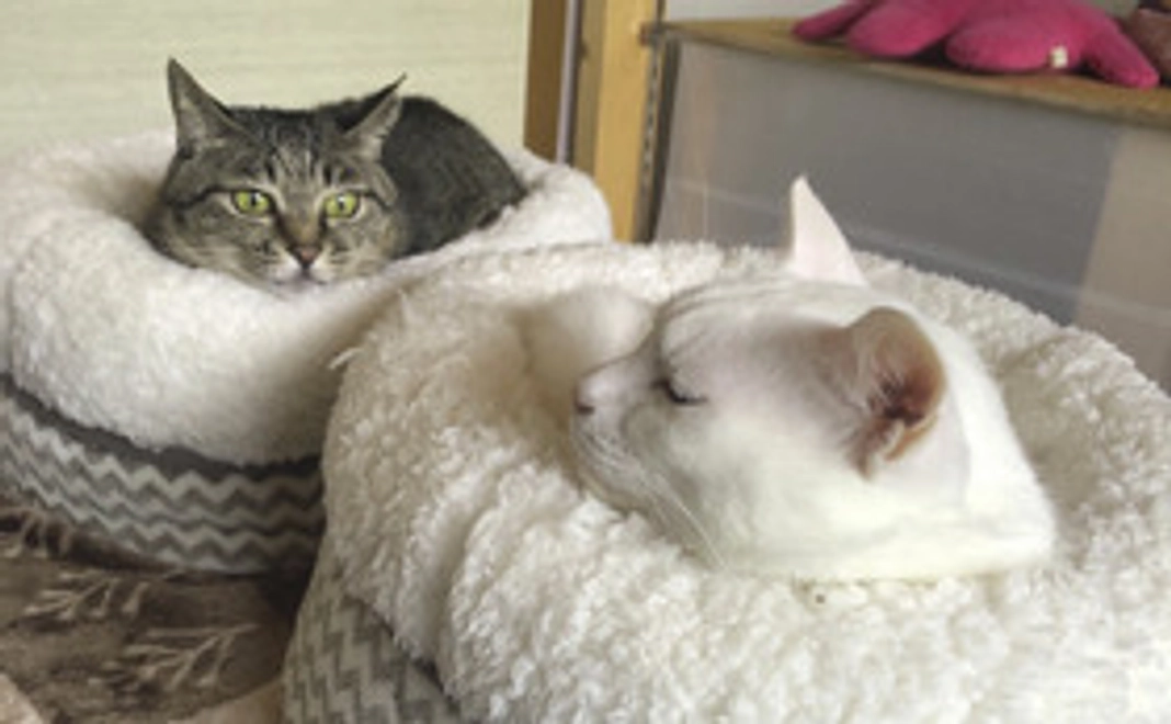 保護猫の画像付き感謝のメール、活動報告レポート