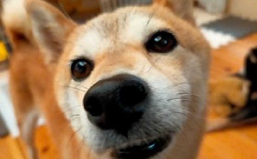 アメへのご支援 2