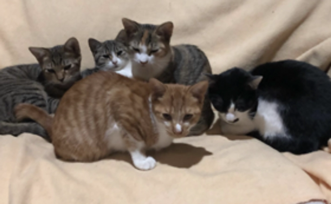 保護猫達の環境改善