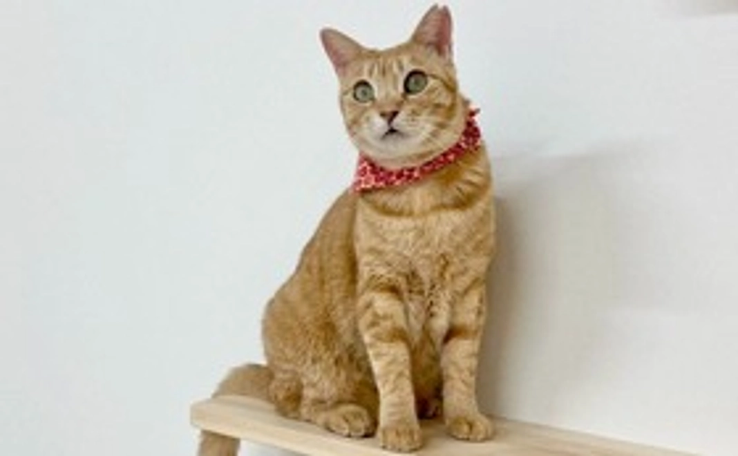 毎月応援英世コース