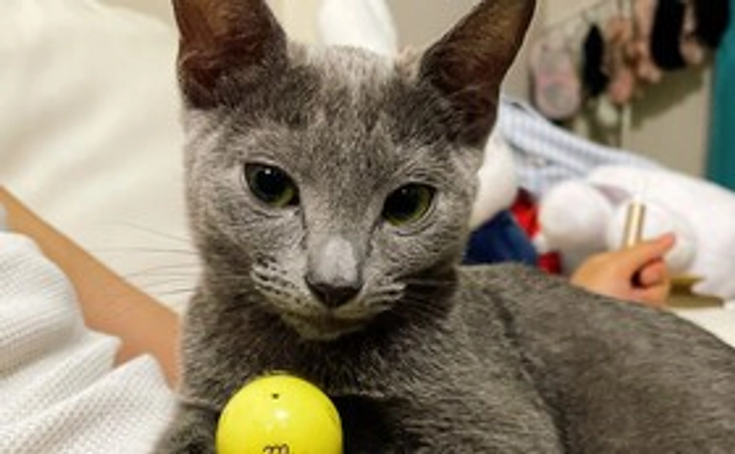 お礼のメールを送らせていただきます