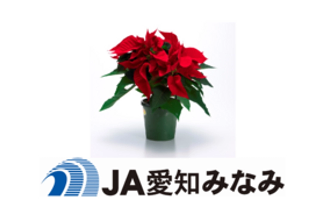 渥美半島田原市の鉢花　11月のお花『ポインセチア』をお届け