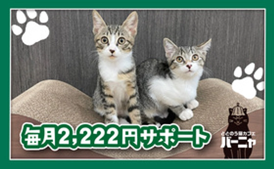 猫のおトイレ1週間分相当ご支援(1匹)