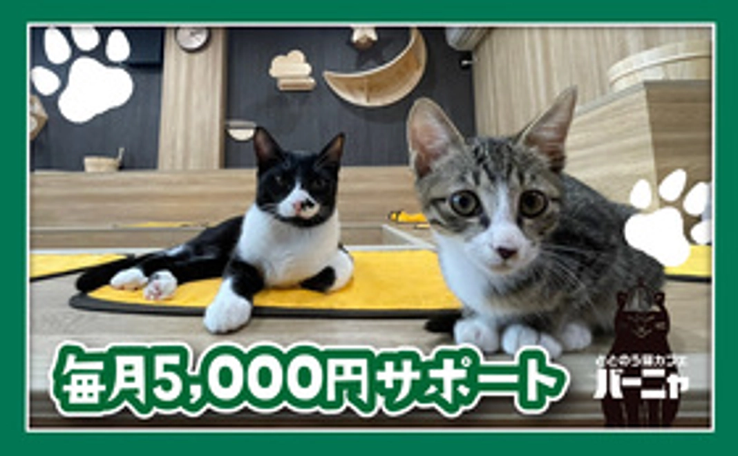 猫ちゃんのご飯おトイレ1週間分ご支援(1匹分)