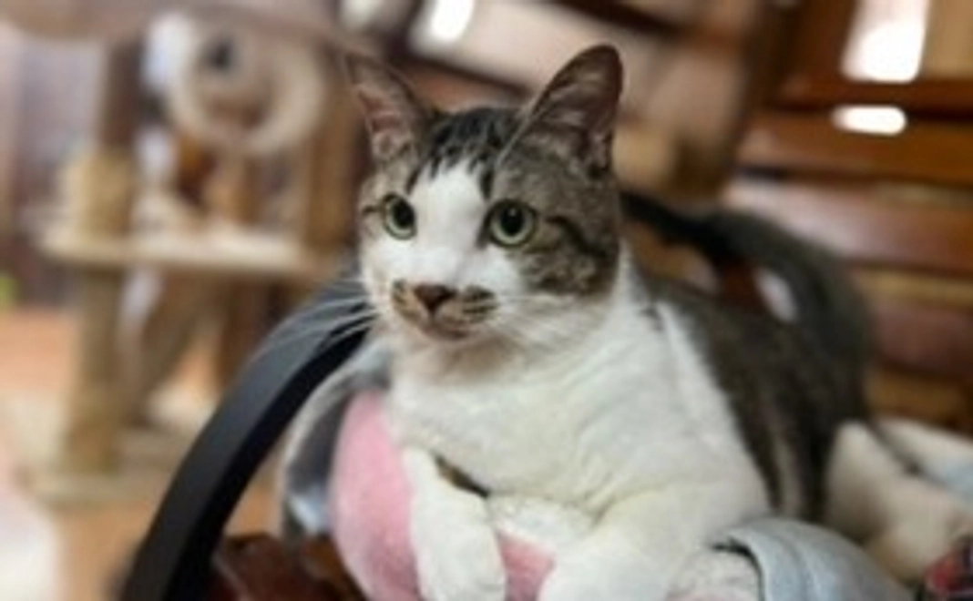 保護活動の報告メール