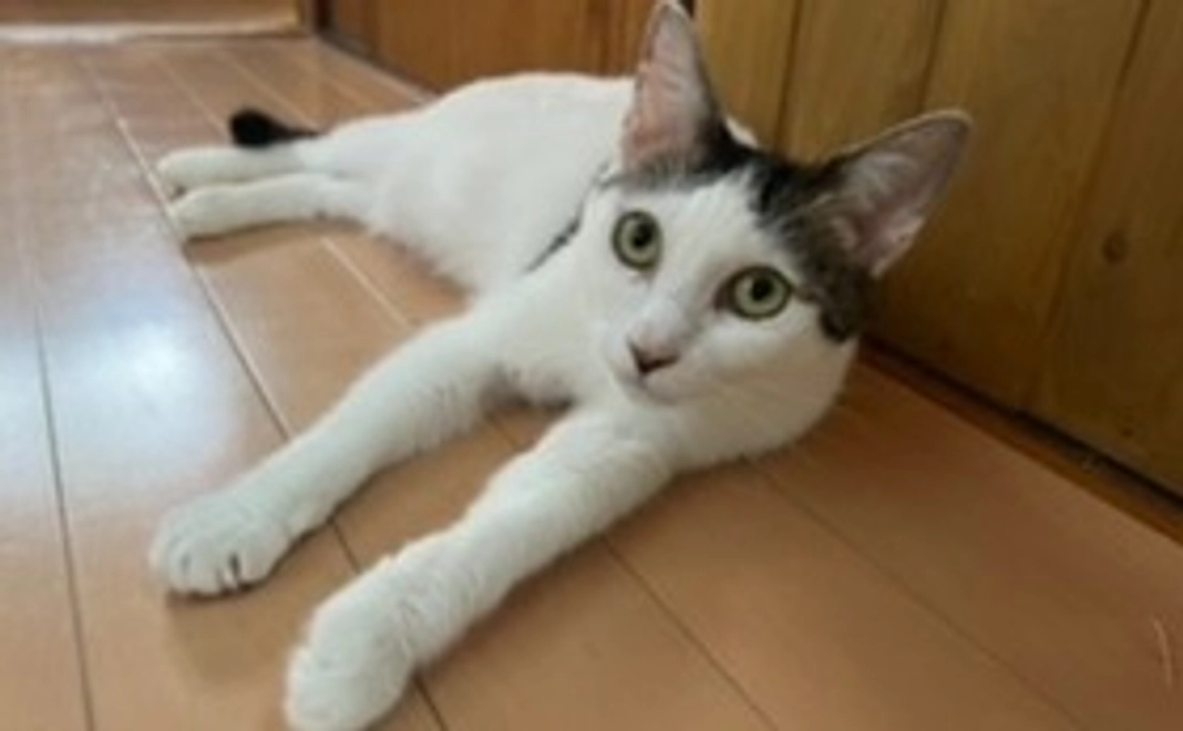 保護活動の報告と感謝メール