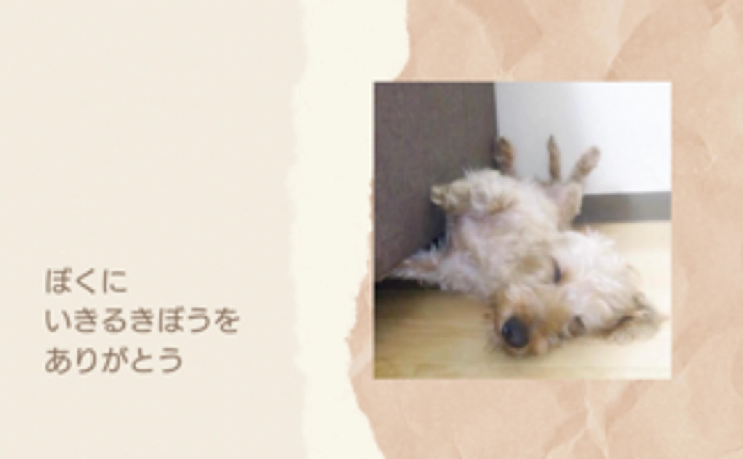 【リターンご不要の支援者様用】エニーの未来応援団  1