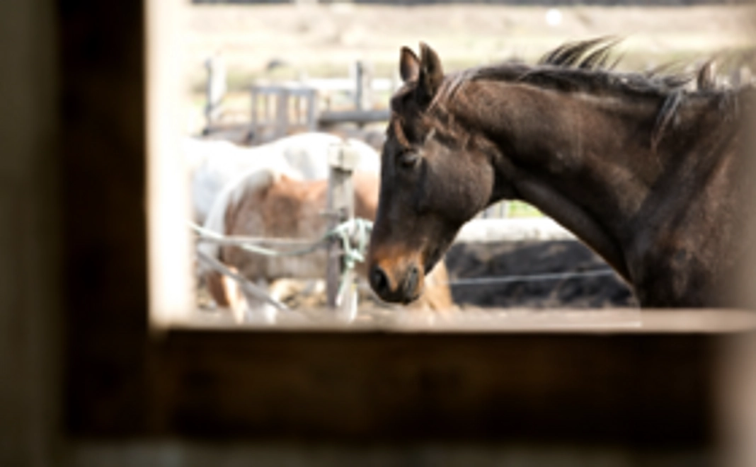 八幡平マッシュルームのオリジナル加工品セットで応援！
