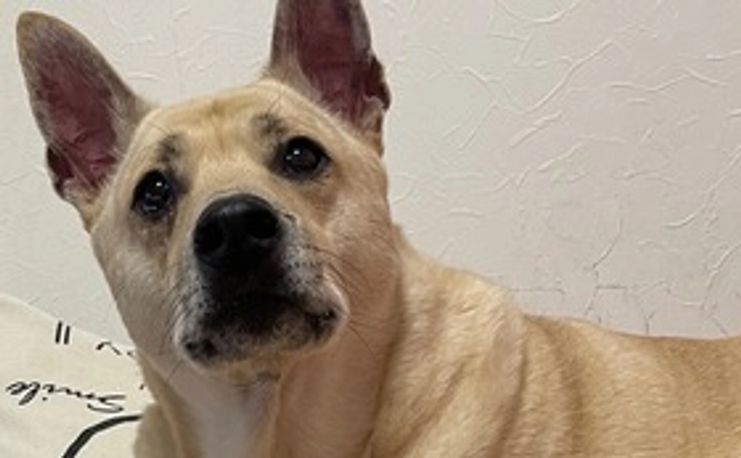 かつおへのご支援1