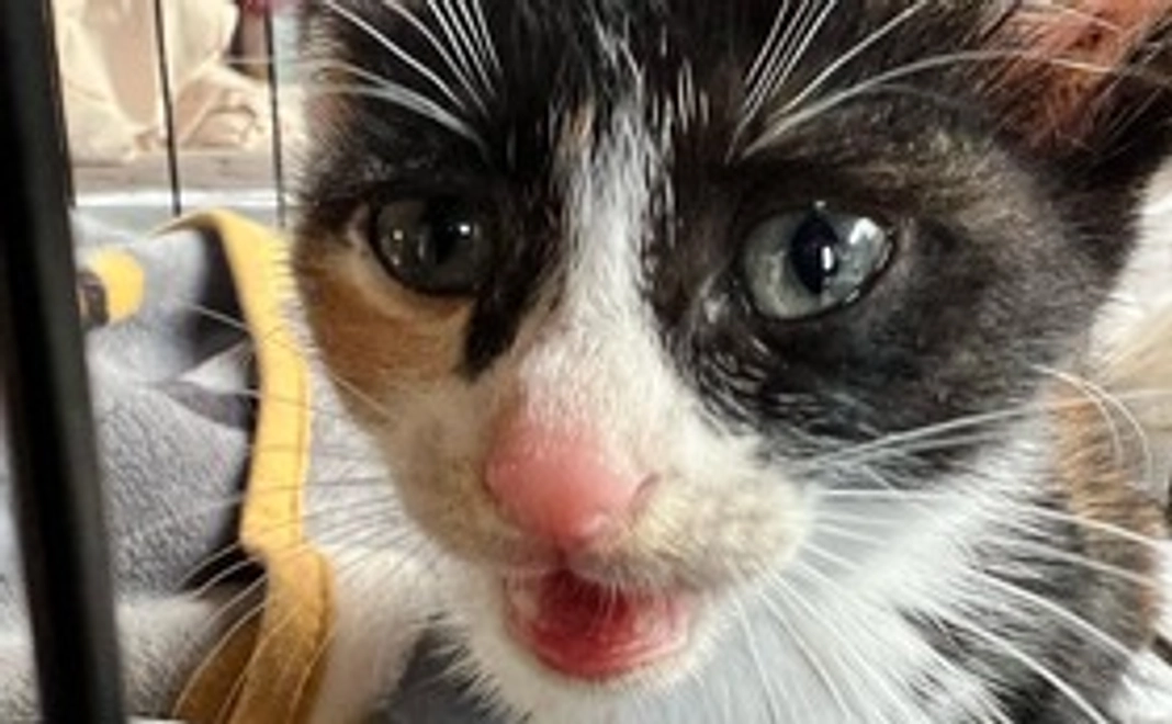 感謝のメール1000円コース