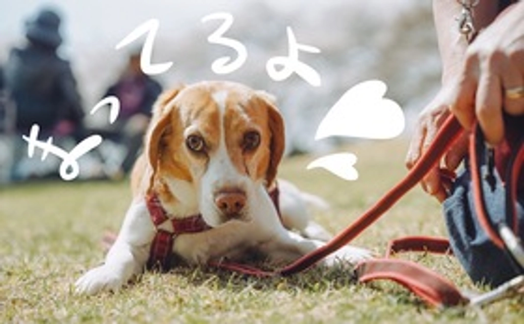 特別なリターン無し　　ただただ応援コース ￥3000~