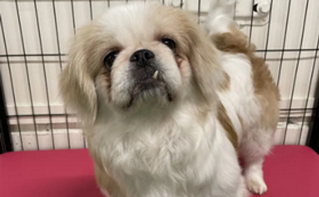 ご支援プラン１