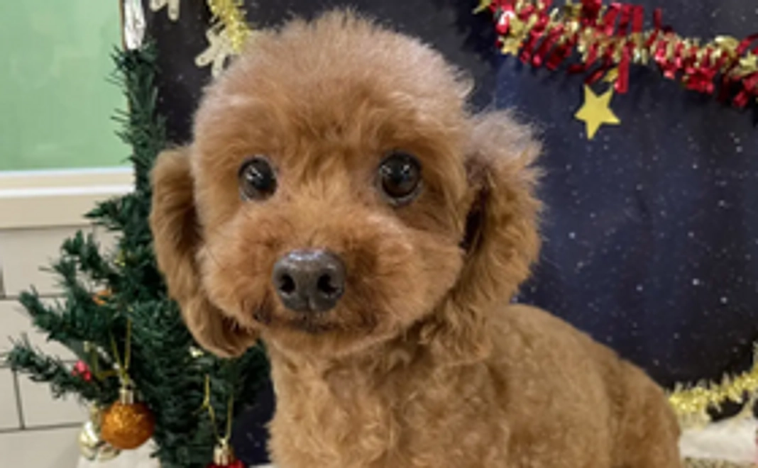 ご支援プラン２