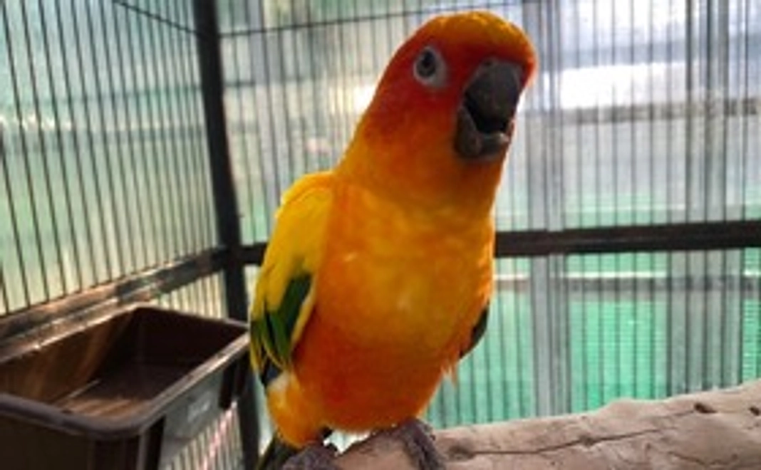 【さんちゃんへのリモート餌やり】さんちゃんのお誕生日をみんなでお祝いコース