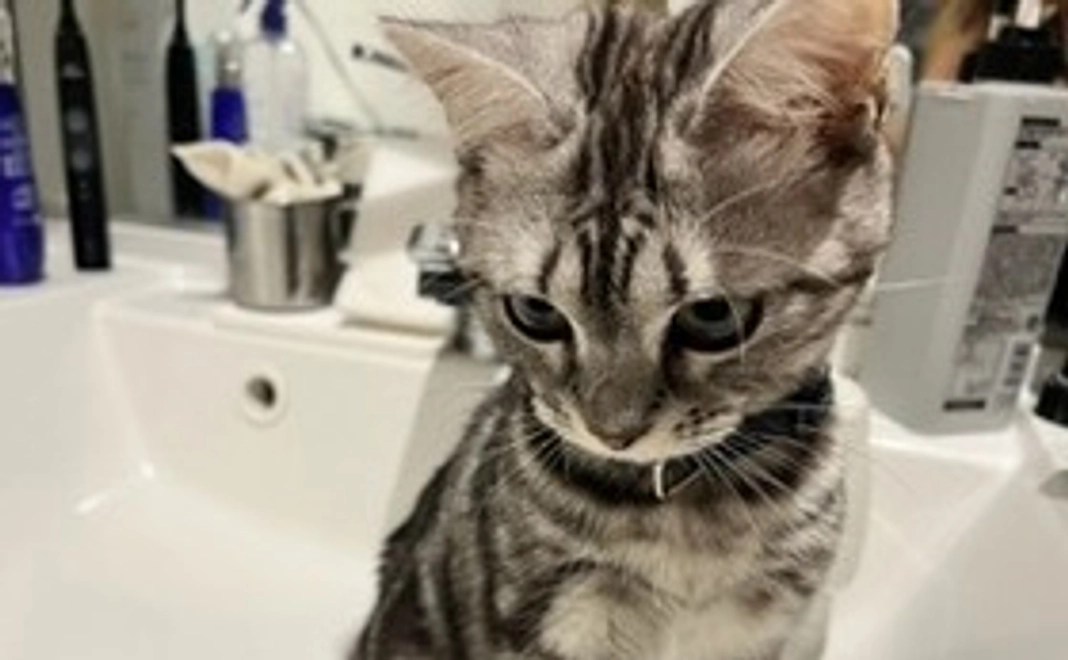 リッツお助け隊1000円(メール、リッツの画像1枚)