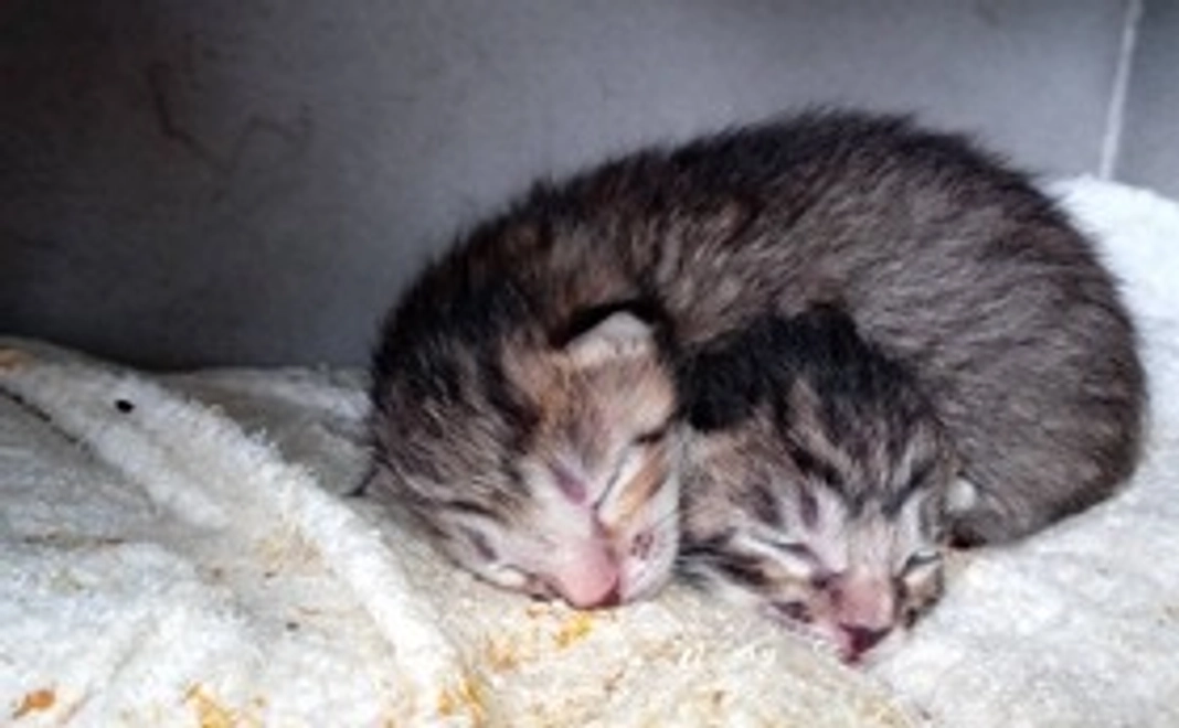 【リターン不要な方向け】応援コース｜1万円