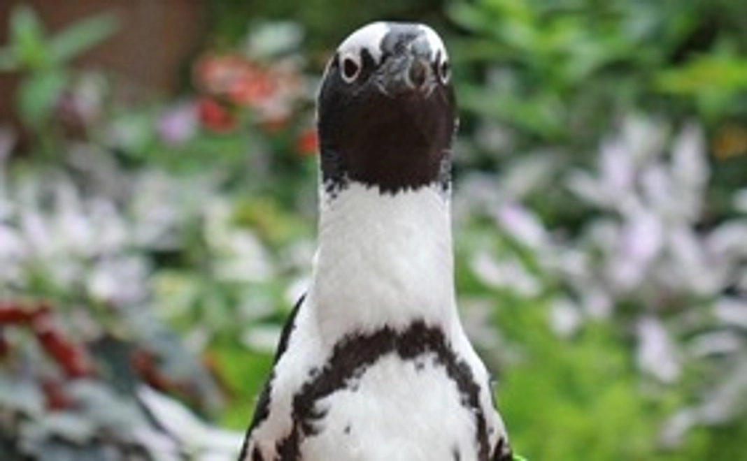 【ルイくんへのリモート餌やり】ルイくんのお誕生日をみんなでお祝いコース